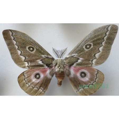 Gonimbrasia tyrrhea (Cramer, 1775) male ex. ovo South Africa 99mm40d
